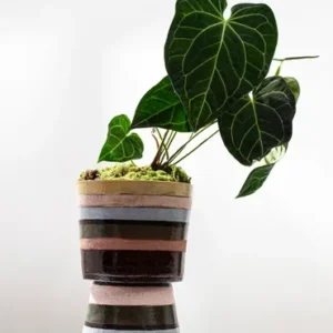 Vaso Modelo 27